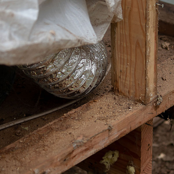 Insect Damage To Home